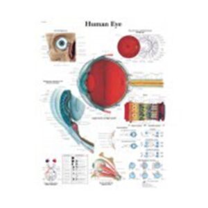 Human Eye Chart
